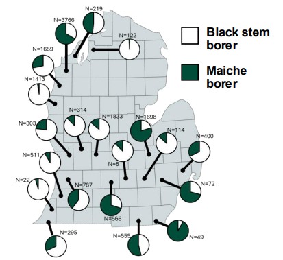 Ambrosia beetles figure 3 .jpg
